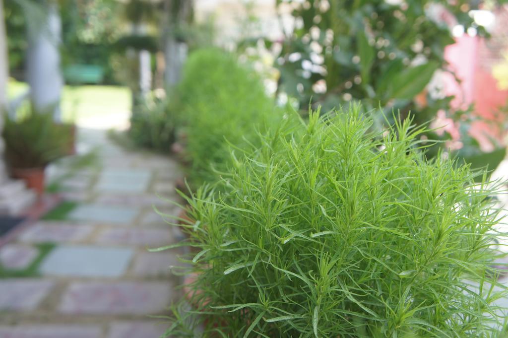 Sirohi House New Delhi Buitenkant foto